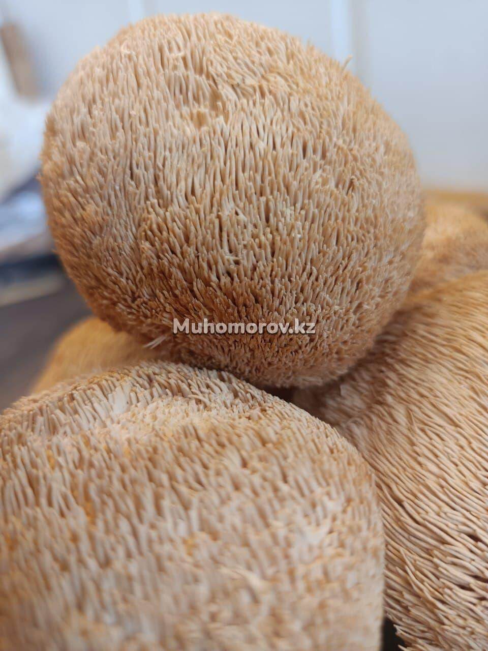 photo_2022-02-06_23-13-47 (2) Ежевик Гребенчатый купить в Казахстане