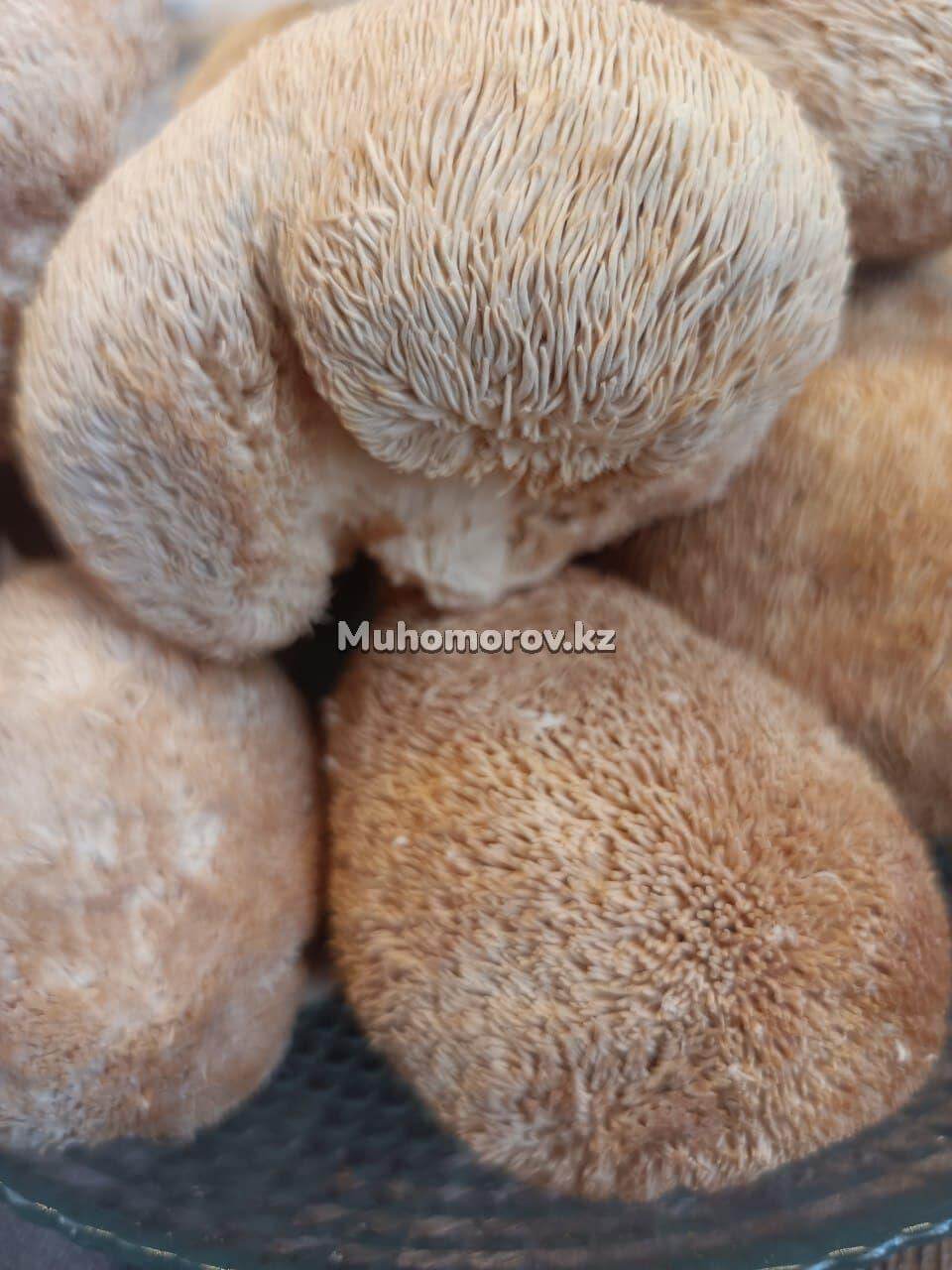 photo_2022-02-06_23-13-47 (3) Ежевик Гребенчатый сушенный в Казахстане