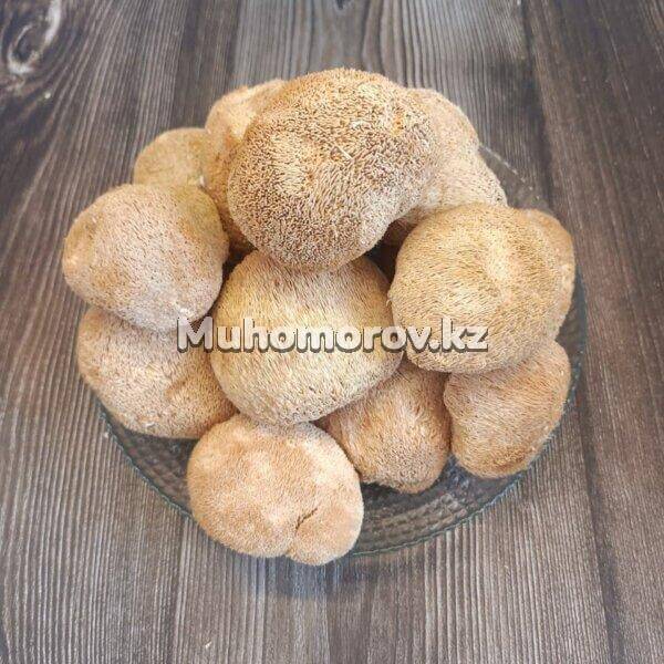 Ежовик Гребенчатый в Казахстане