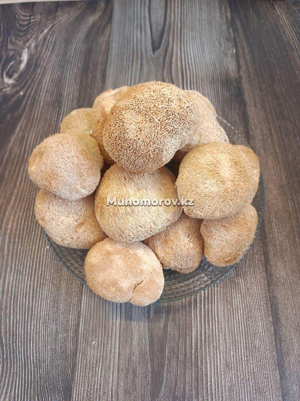 photo_2022-02-06_23-13-47 Ежовик Гребенчатый в Казахстане