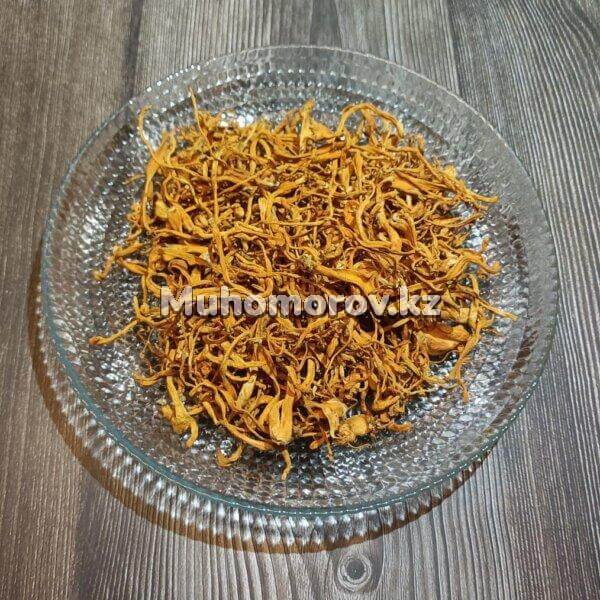 Цельные плодовые тела лечебного гриба хищника Кордицепс милитарис Cordyceps militaris с доставкой Республике Казахстан.