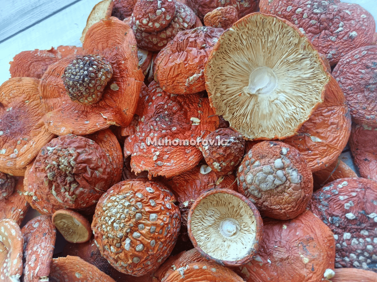изображение_2022-10-04_220045388 Мухомор Красный (Amanita Muscaria) - высший сорт