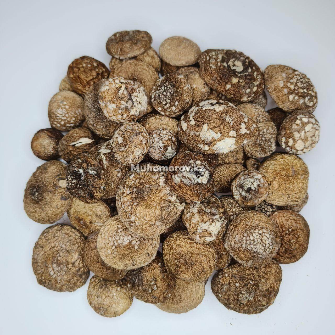 photo_2022-12-14_21-32-51 Молочные нераскрывшиеся Шляпки Пантерного Мухомора