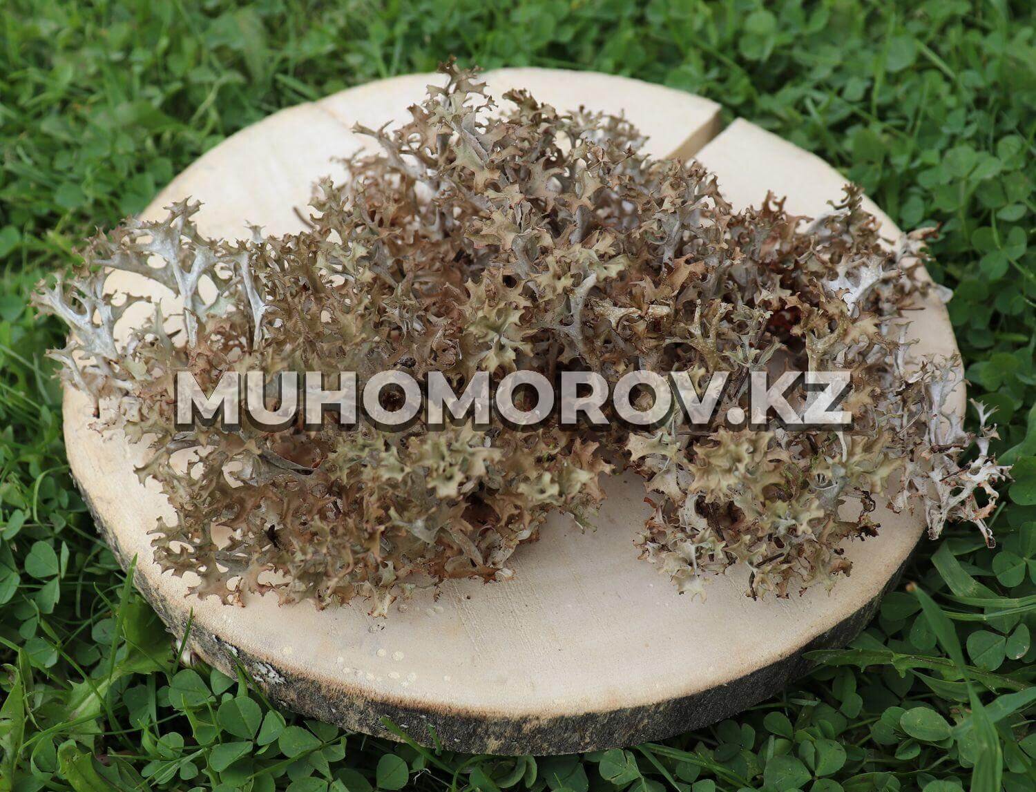 Исландский мох Исландский мох