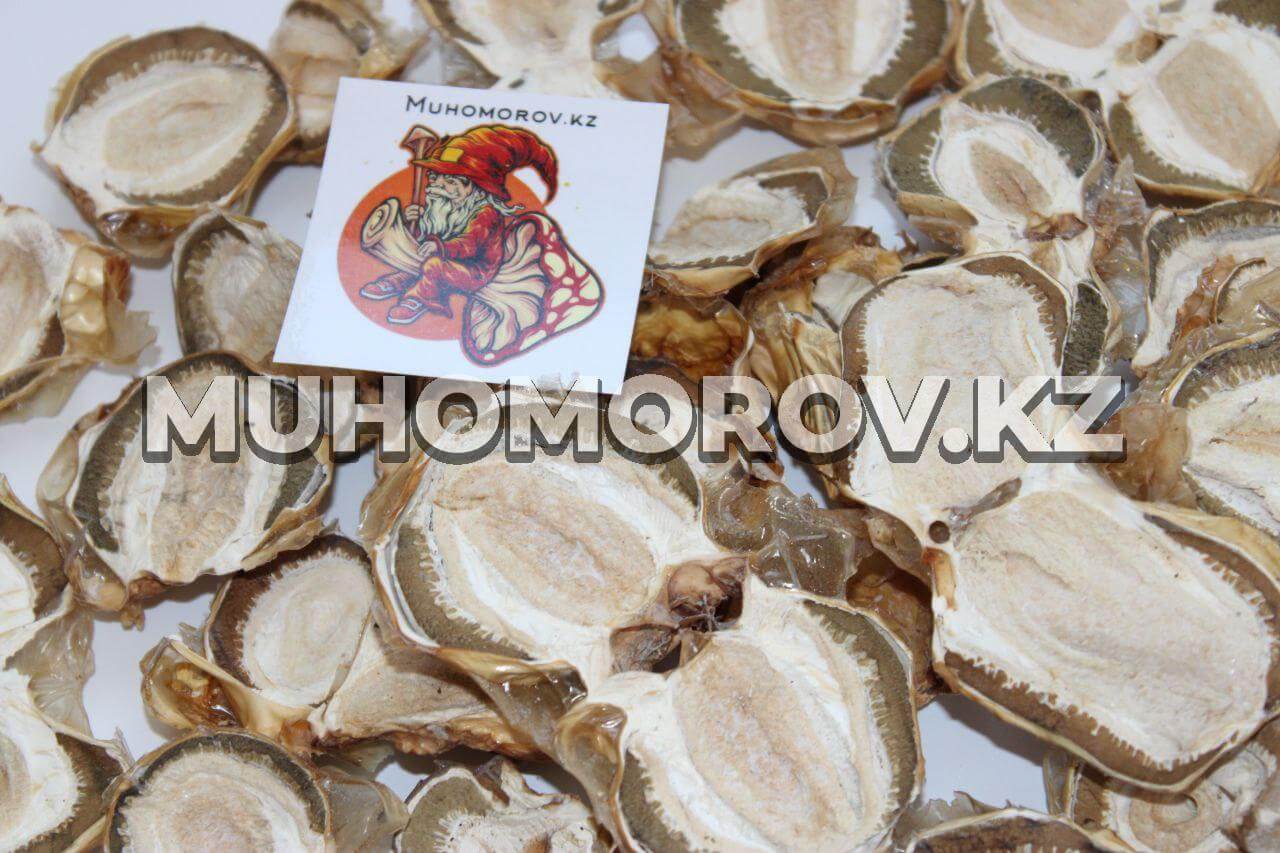 photo_2023-05-24_23-57-24 Весёлка обыкновенная