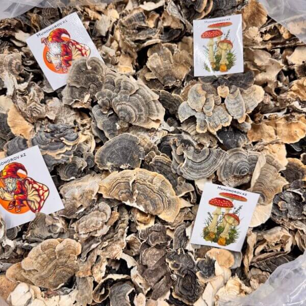 Траметес гриб сушенный